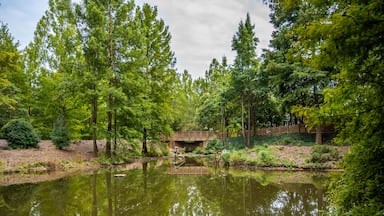 An overlooking view of nature in Aiken, South Carolina