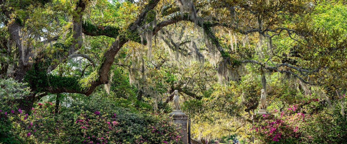 A pathway flanked by lush greenery and flowering bushes, leading to a statue under a canopy of trees with hanging moss.