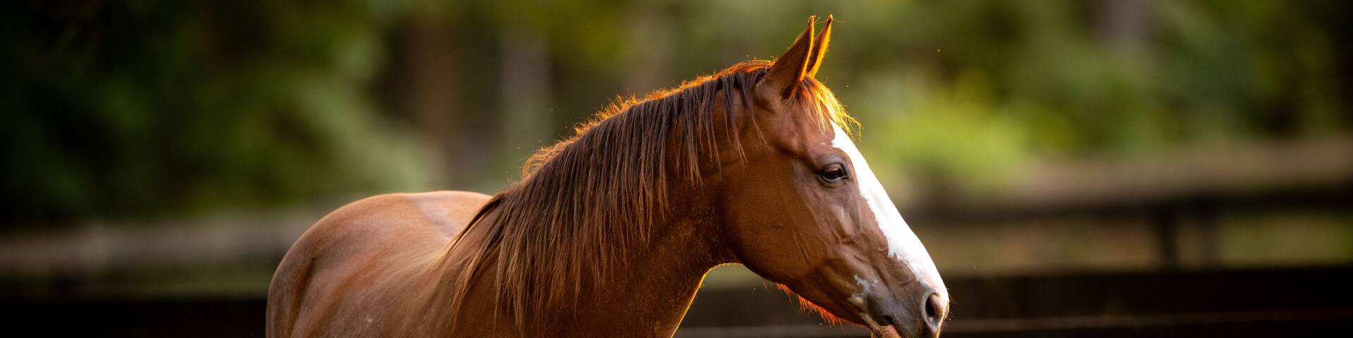 Portrait of horse standing in grass pasture on a farm during the fall