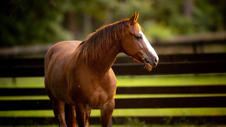 Portrait of horse standing in grass pasture on a farm during the fall