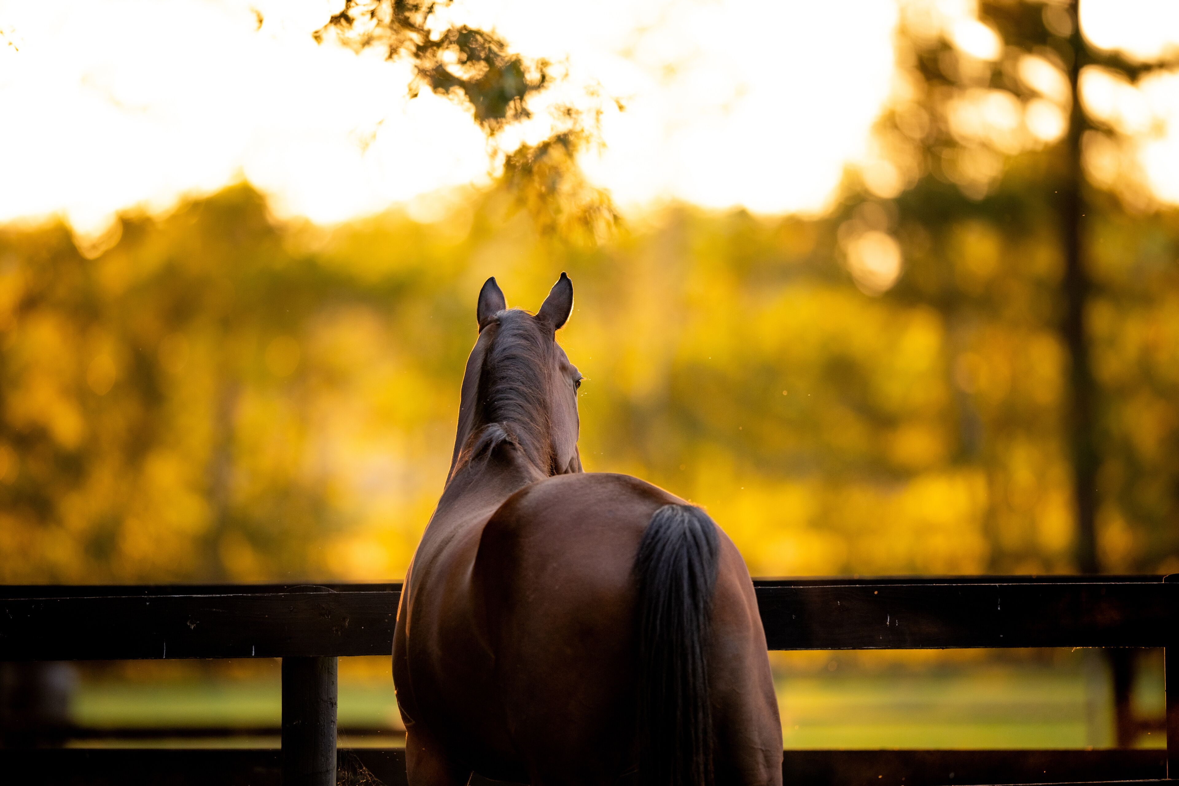 Bay Thoroughbred looking out in field at sunset on a horse farm