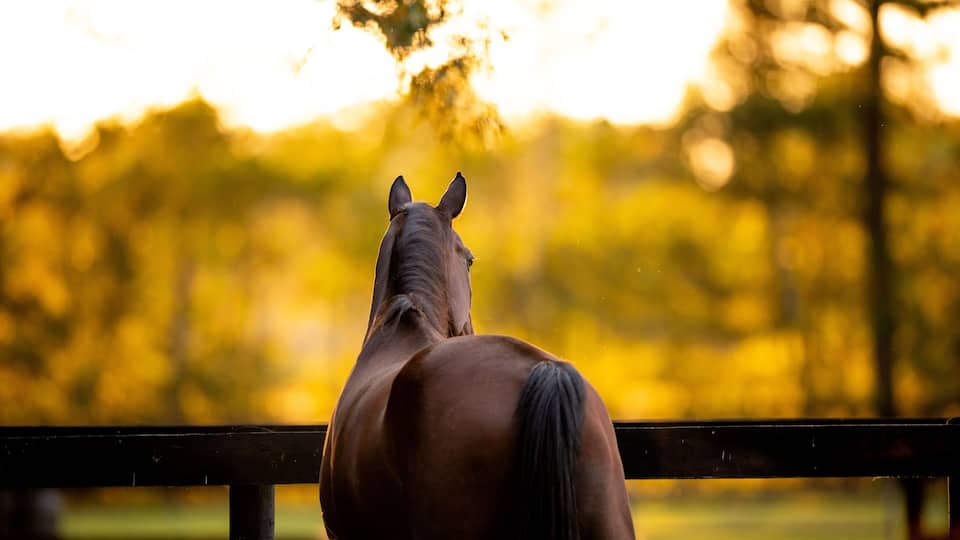 Bay Thoroughbred looking out in field at sunset on a horse farm
