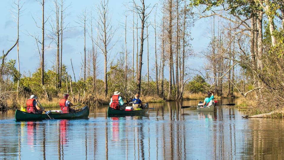 Three canoes on a calm river surrounded by tall, leafless trees.