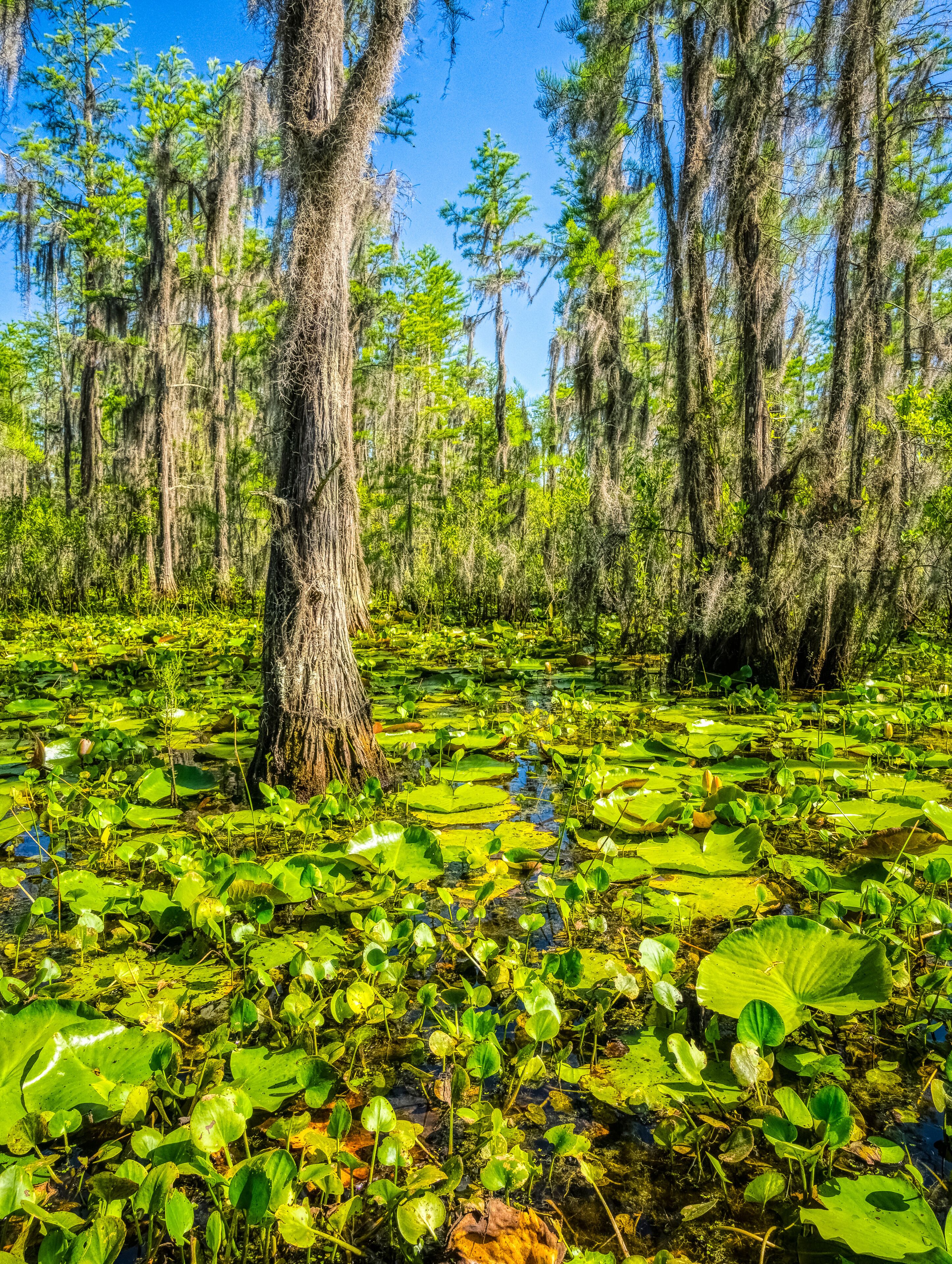 Swamp along Grand Bay Boardwalk in the Grand Bay Wildlife Management Area in Valdosta Georgis USA