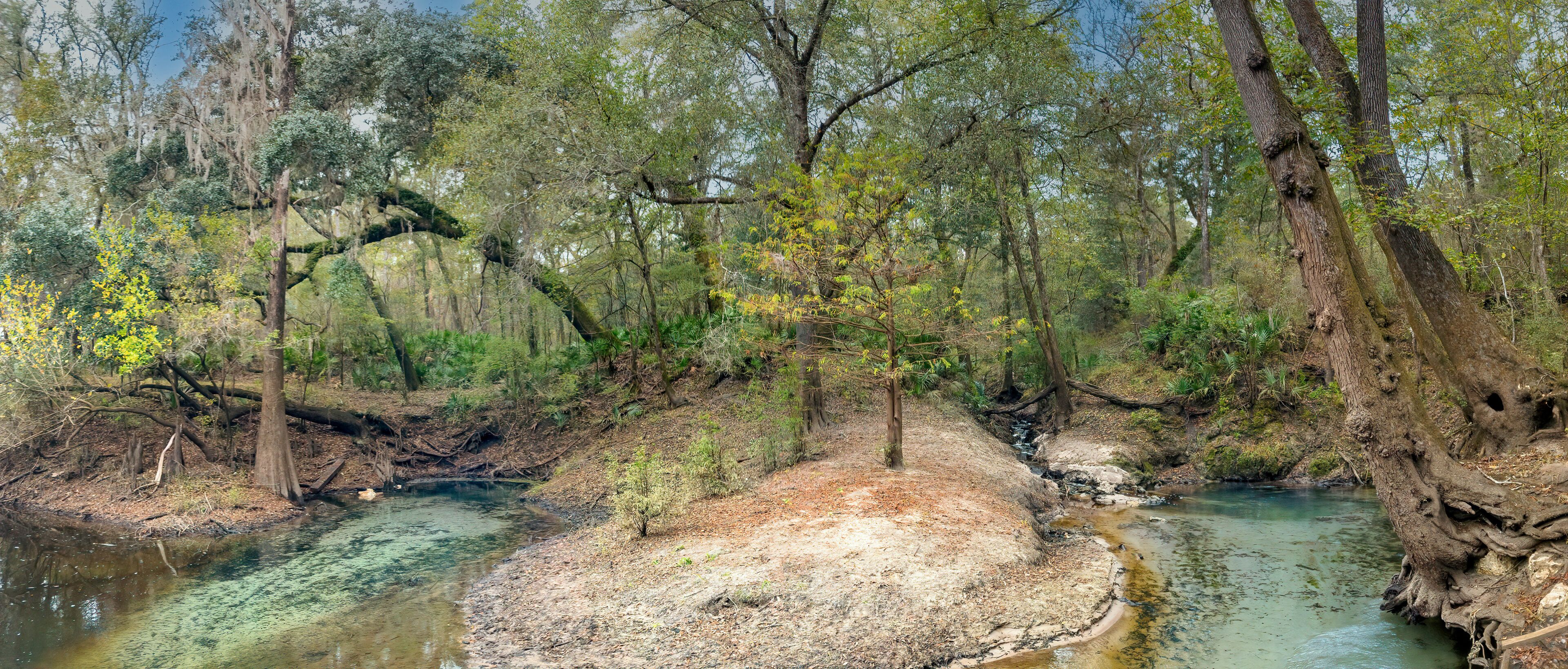 A forested area with a clear stream flowing through it.