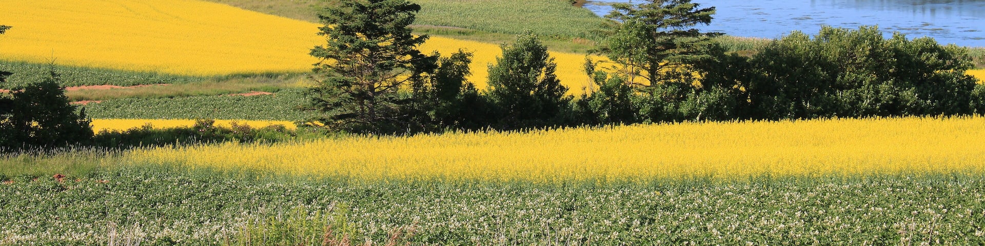 Summer landscape with rapeseed fields and fishing pier with boats in central Prince Edward Island, Canada