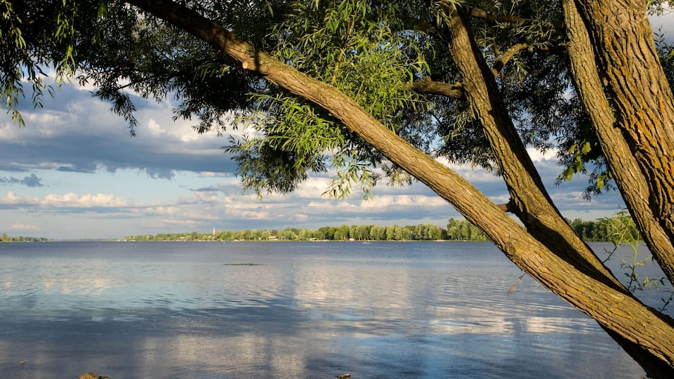 A calm lake with a tree in the foreground and a distant shoreline with trees.