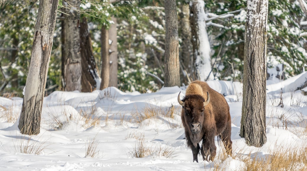 "Hey You: What Do you Want?" said the solo buffalo.