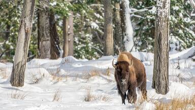 "Hey You: What Do you Want?" said the solo buffalo.