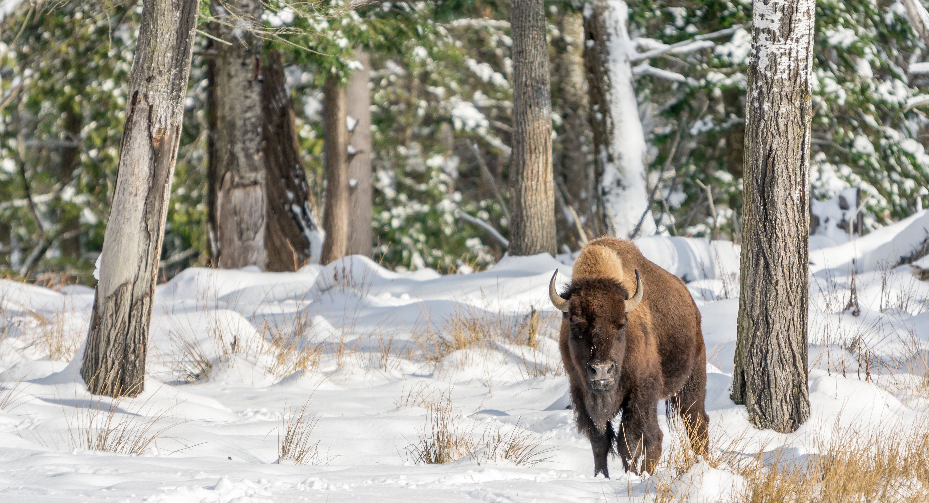 A bison in a snowy forest.