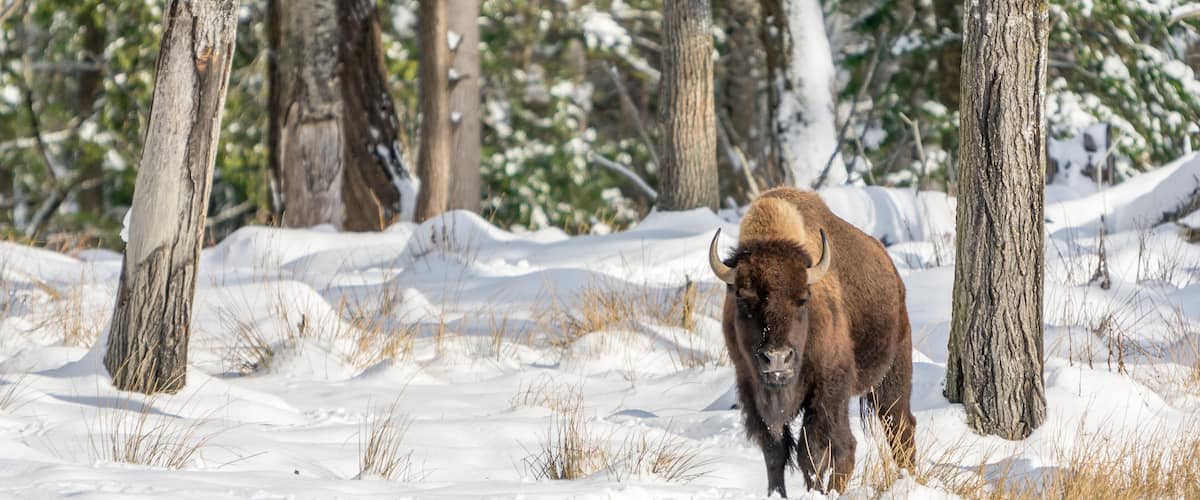 A bison in a snowy forest.