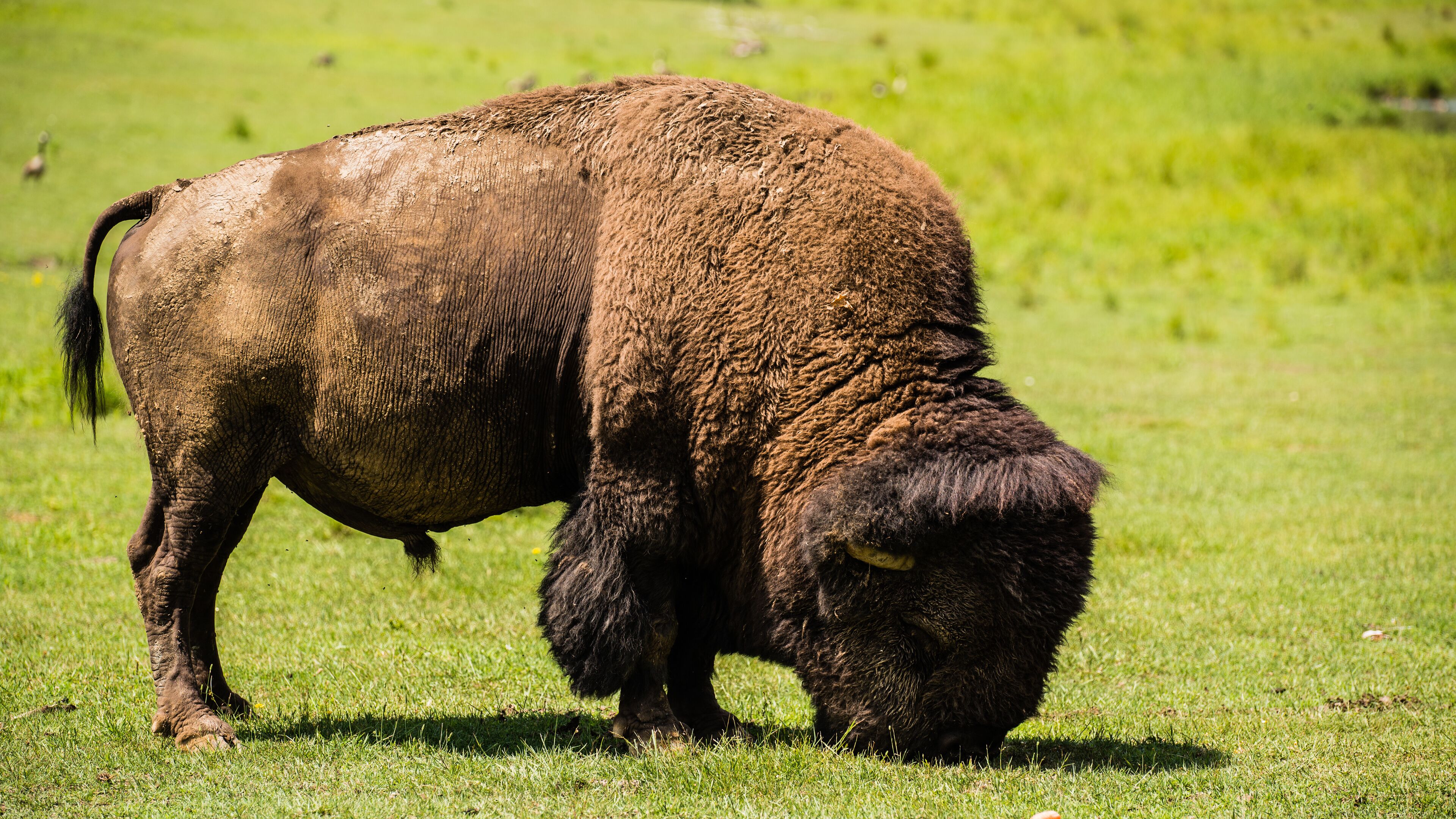 Parc Omega, Canada, January 2 2021 -  The bison roaming in the Omega Park in Canada