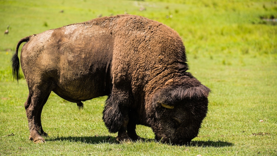 Parc Omega, Canada, January 2 2021 - The bison roaming in the Omega Park in Canada