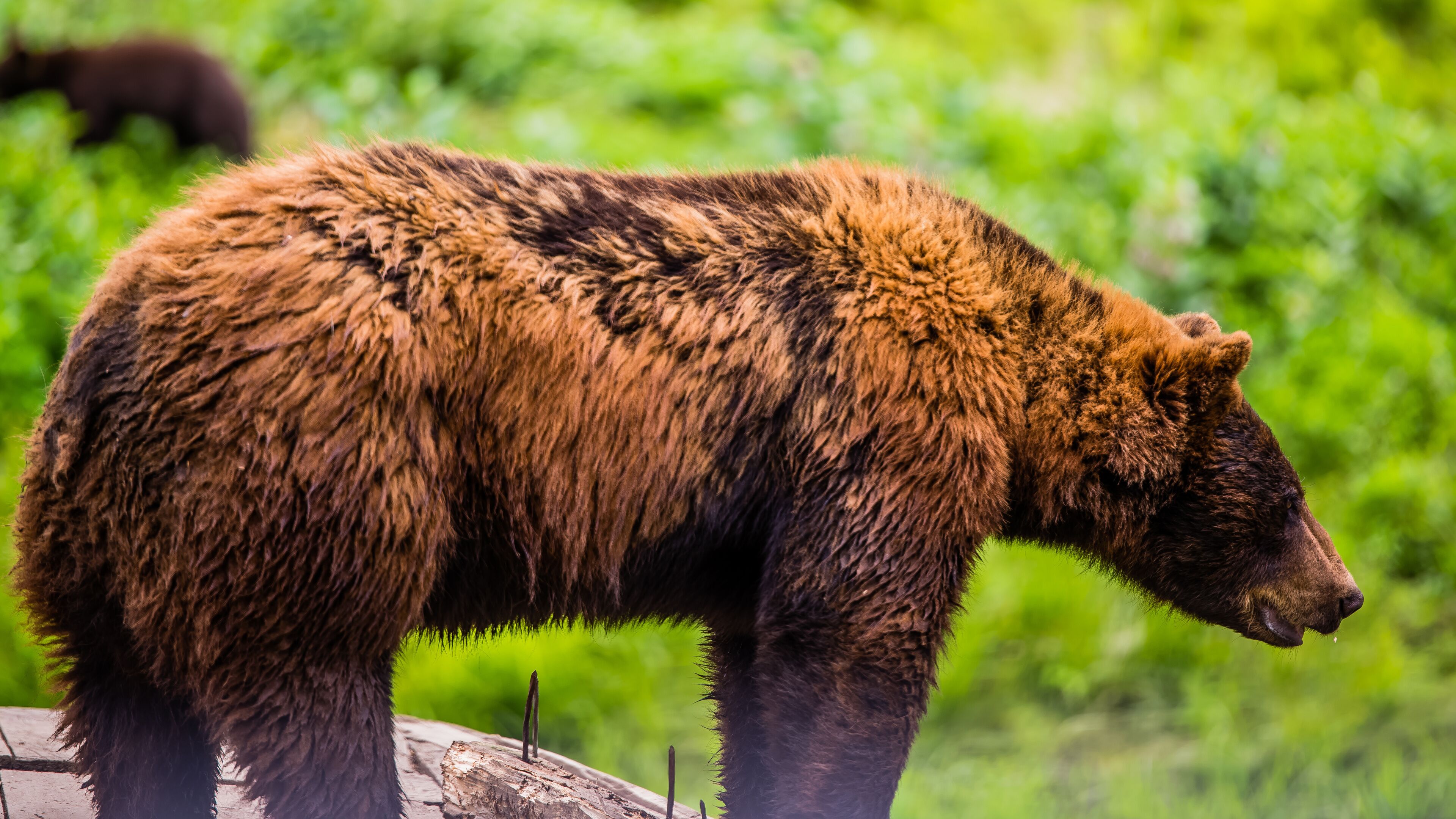 Parc Omega, Canada - July 3 2020: Brown bear in the Omega Park in Canada