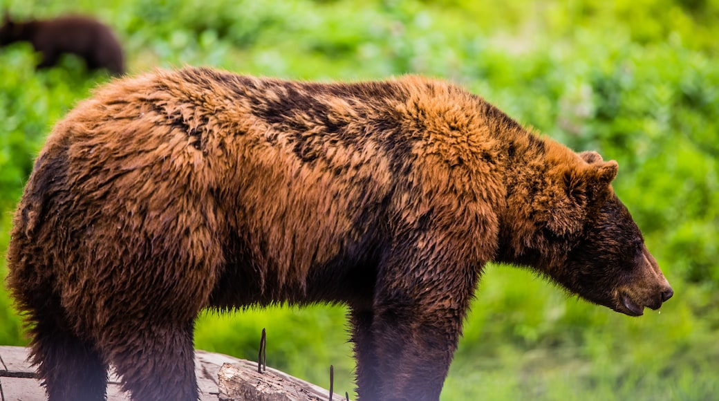 Parc Omega, Canada - July 3 2020: Brown bear in the Omega Park in Canada