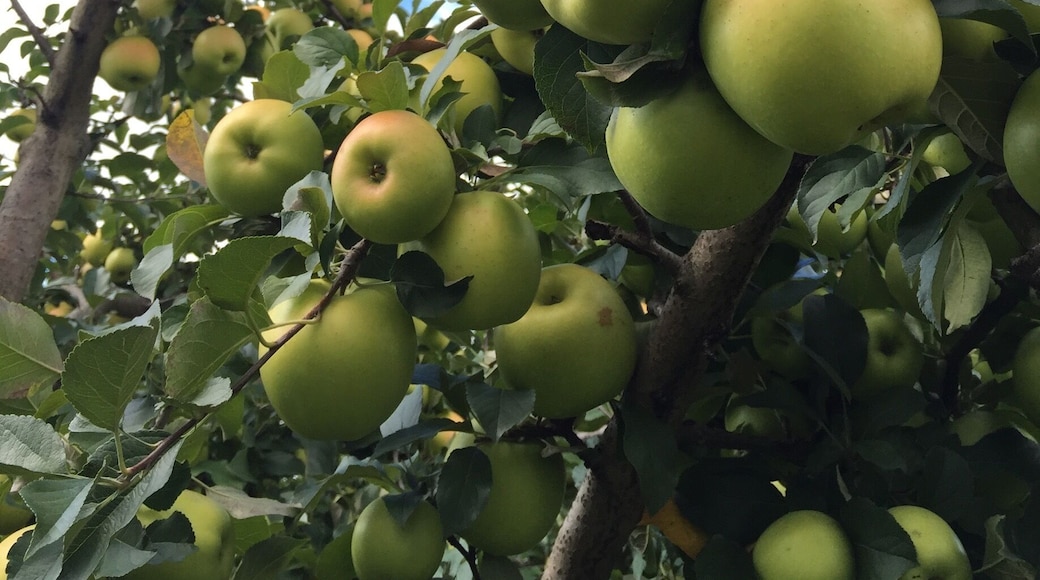 Ginger Golds as big as grapefruit were our favorite find at the orchard this weekend.