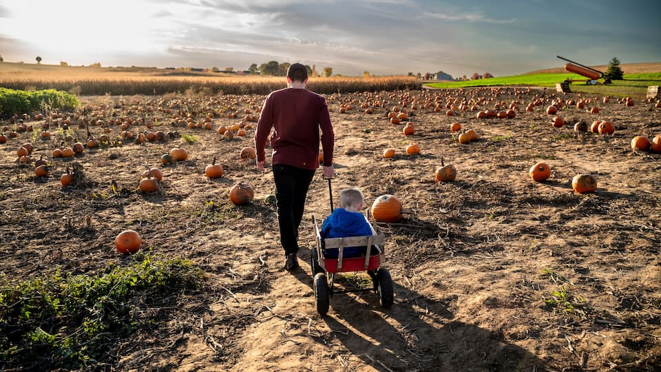 A man walking with a child in a wagon through a pumpkin field.