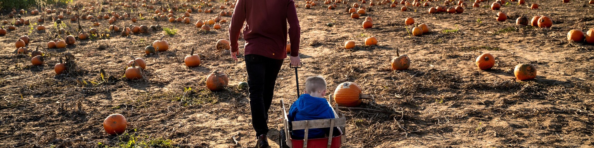 Un hombre pasea con un niño en un carromato por un campo de calabazas.