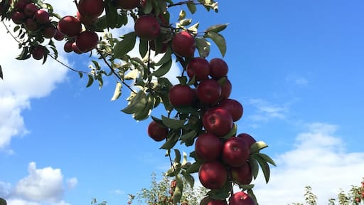 The apple bounty is rich this year. Applewood is a great place to wander the orchards tasting all the varieties and picking fresh apples to take home with you.