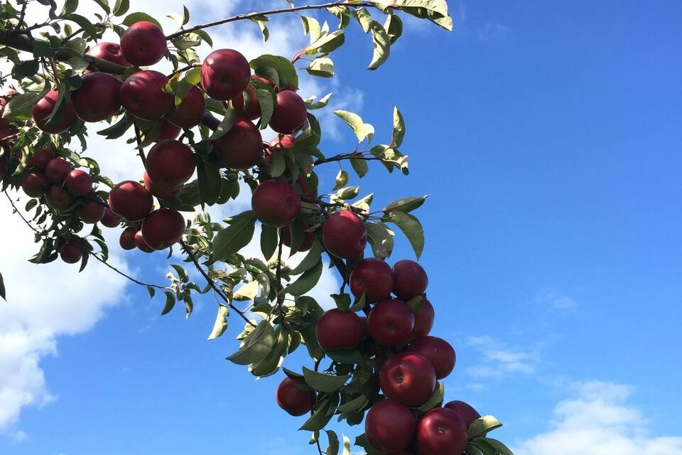 Un arbre aux pommes rouges, sur fond de ciel bleu.
