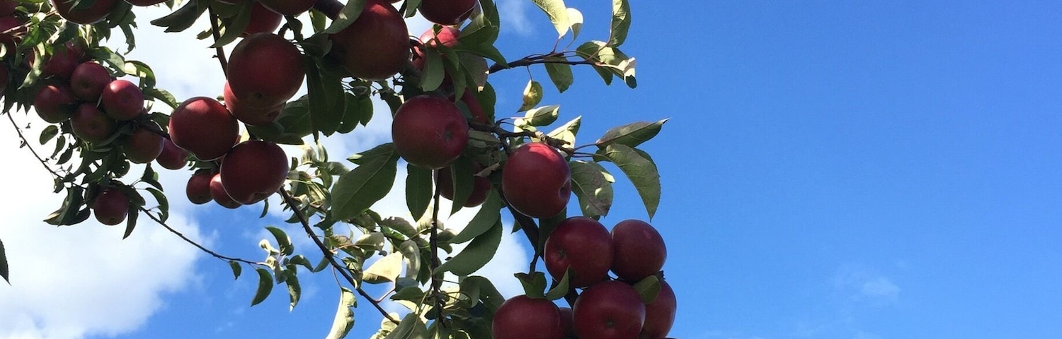 The apple bounty is rich this year. Applewood is a great place to wander the orchards tasting all the varieties and picking fresh apples to take home with you.