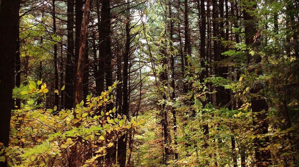 Trois-Rivières on a beautiful day.