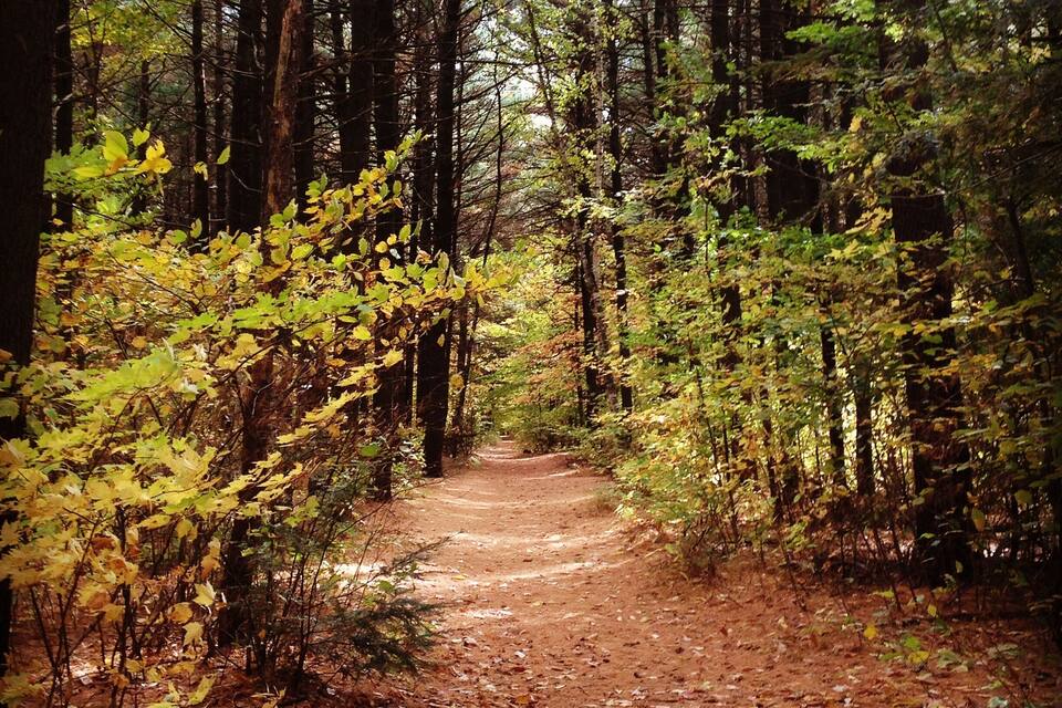 A forest path surrounded by trees and foliage.