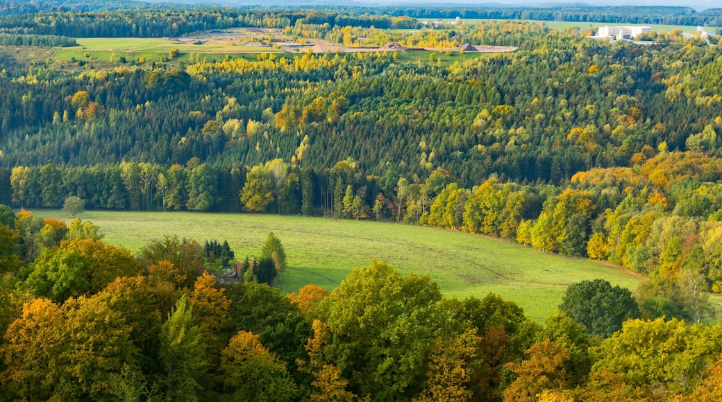 Autumn forest from a bird's eye view