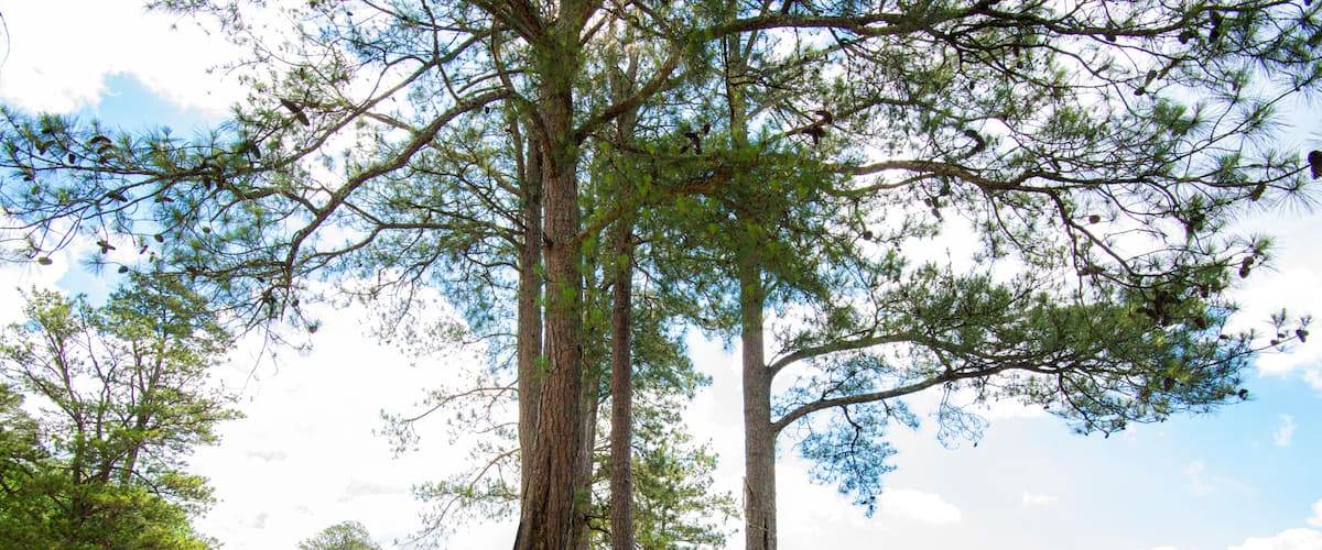 A lakeside park with a gazebo, a walking path, and tall trees.