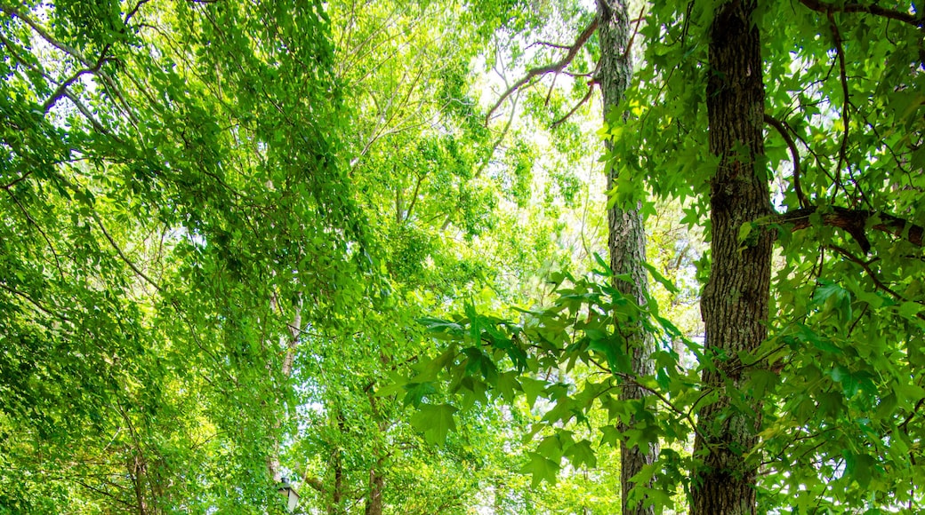 Carrollton Georgia, a city of dream, tanner lake