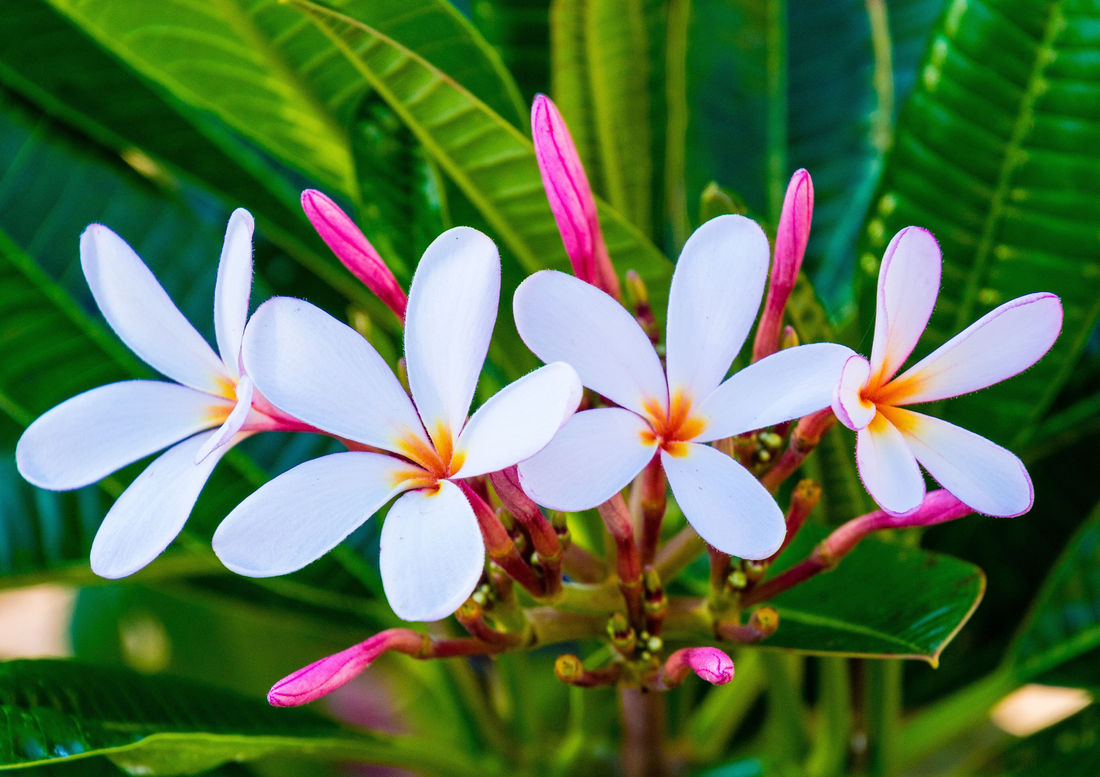 White Plumeria, Callaway Gardens, Georgia