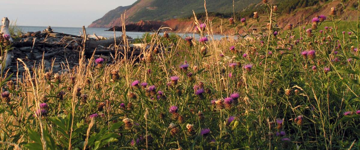 A coastal landscape with wildflowers, a rocky shoreline, and hills in the background.