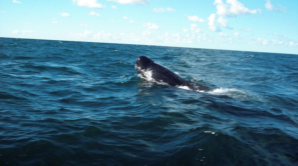 Saw whales! We went out on a boat in August and saw quite a few whales. #whales #Maritimes