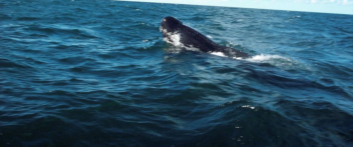 Saw whales!  We went out on a boat in August and saw quite a few whales. #whales #Maritimes