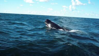 Saw whales! We went out on a boat in August and saw quite a few whales. #whales #Maritimes