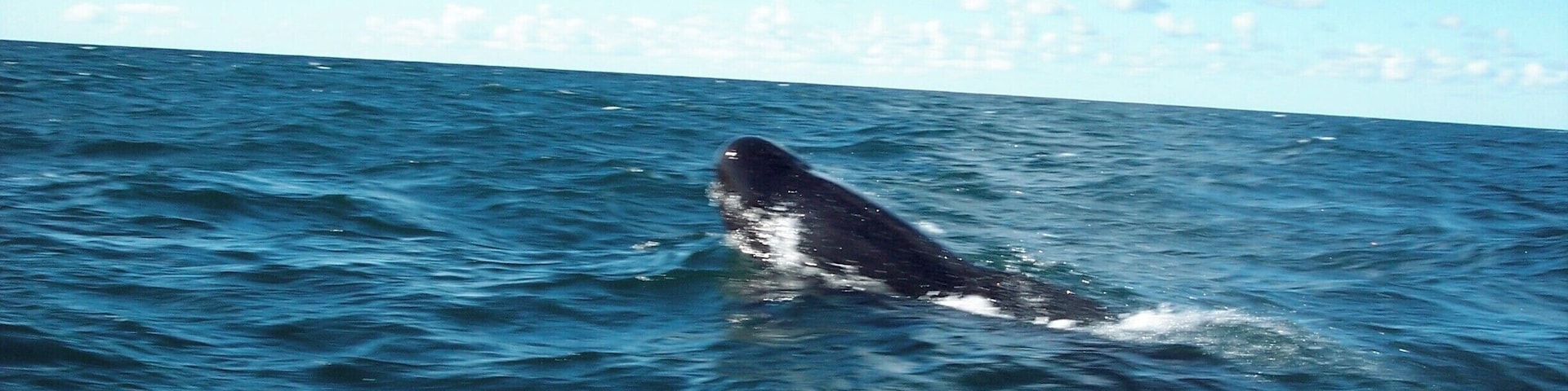 Saw whales!  We went out on a boat in August and saw quite a few whales. #whales #Maritimes