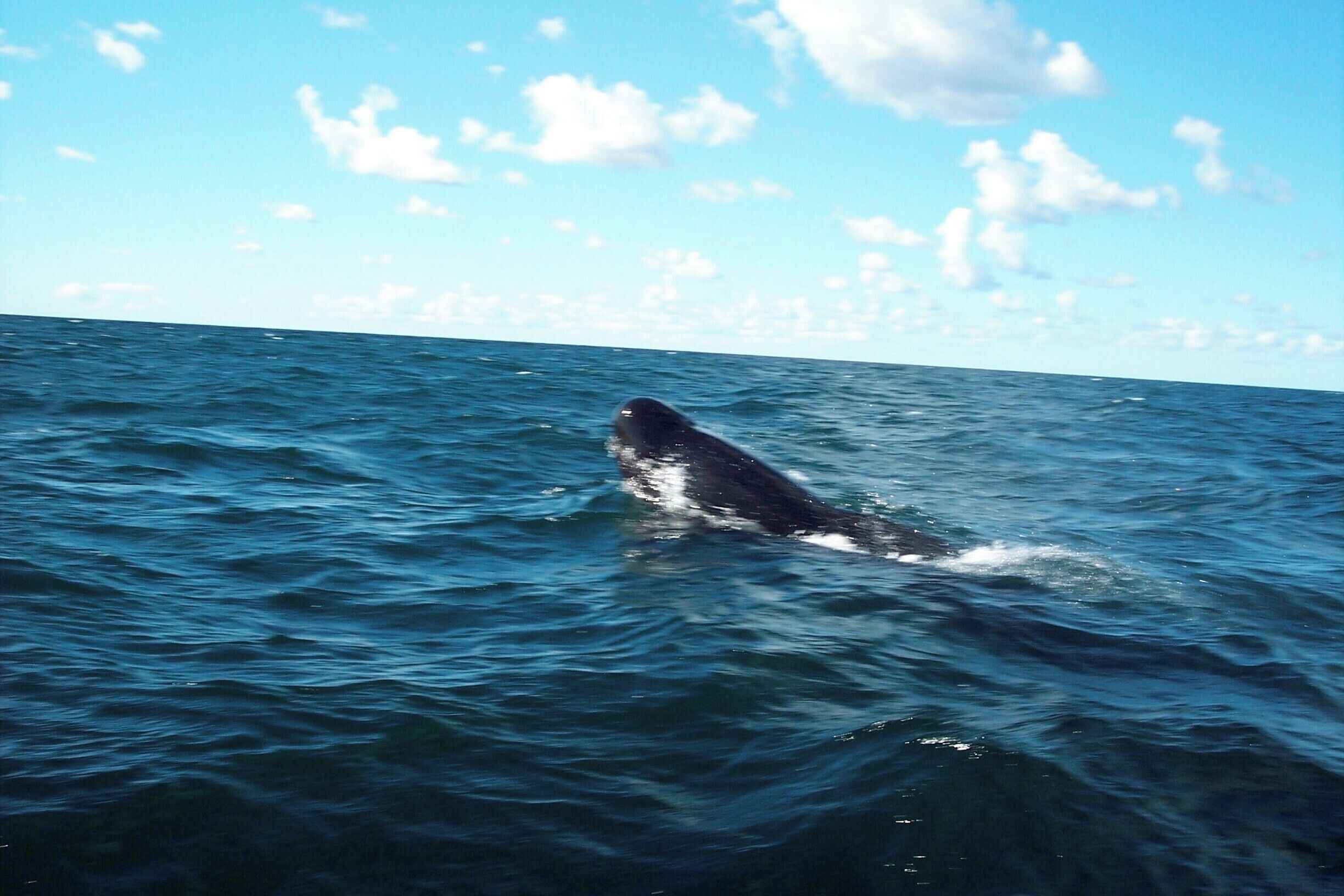 A whale breaching the ocean surface.