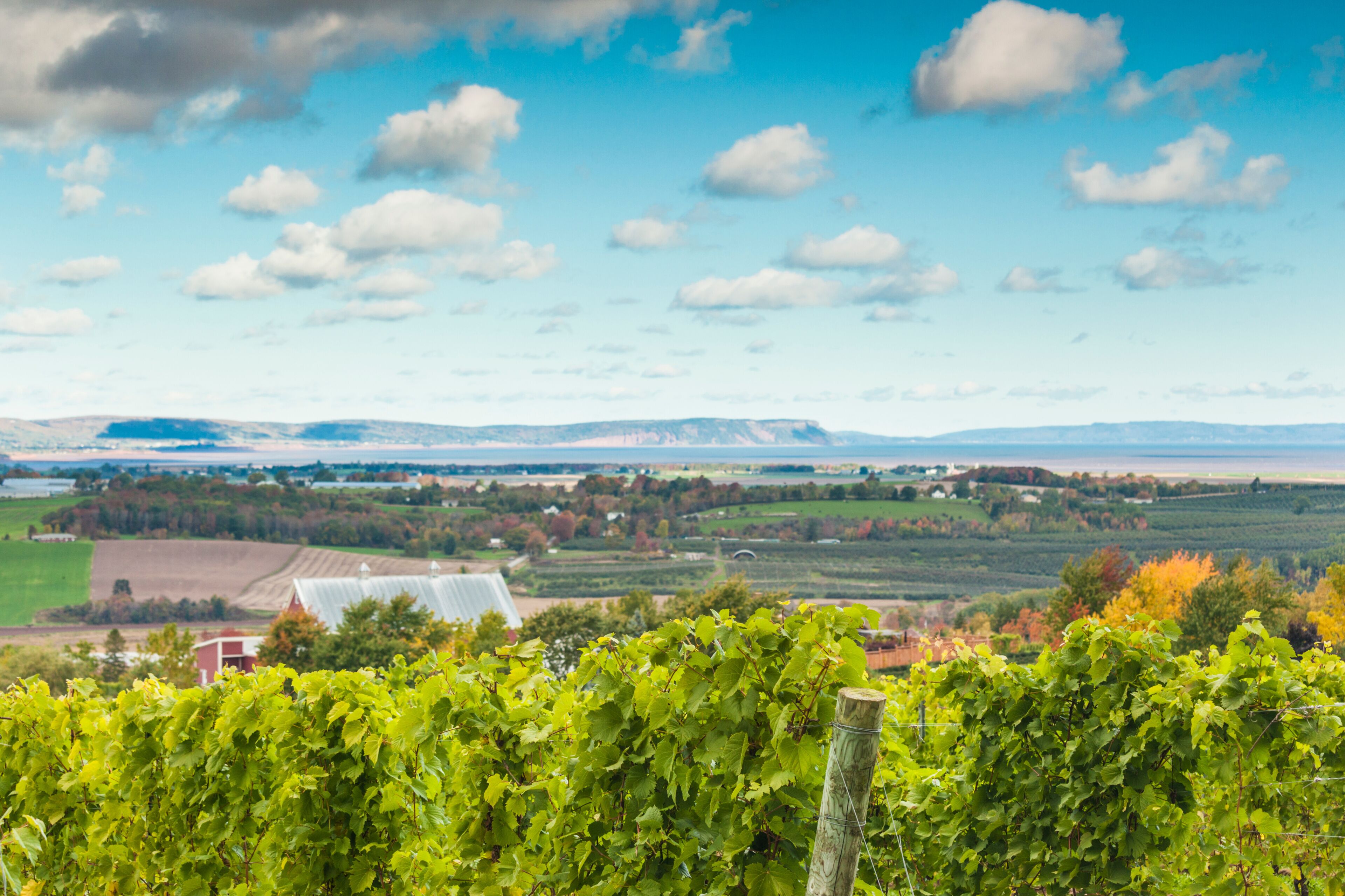 A vineyard with rows of grapevines, a distant mountain range, and a clear blue sky with scattered clouds.