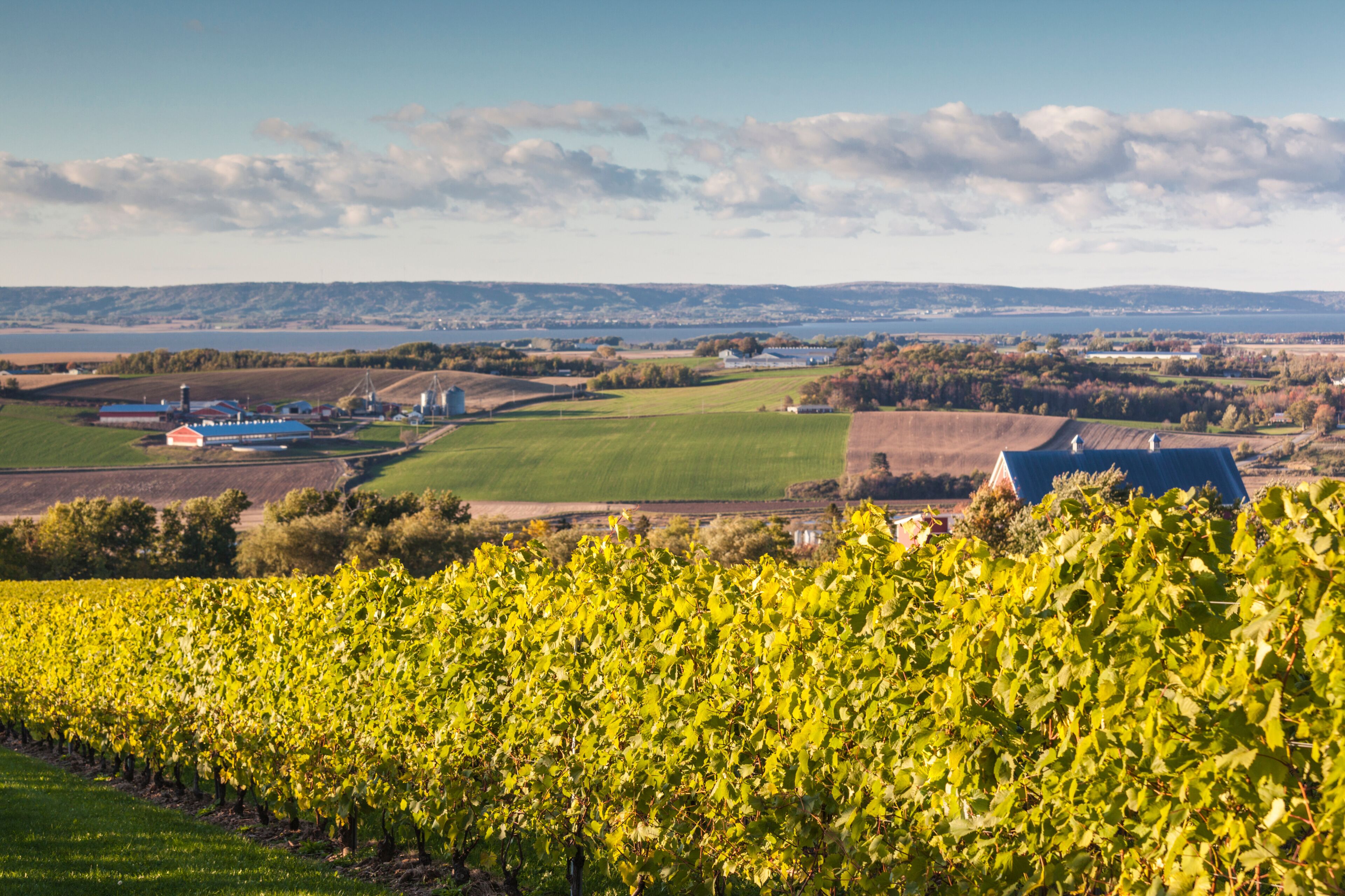 A vineyard with rows of grapevines, a blue building, and a distant view of a town and hills.