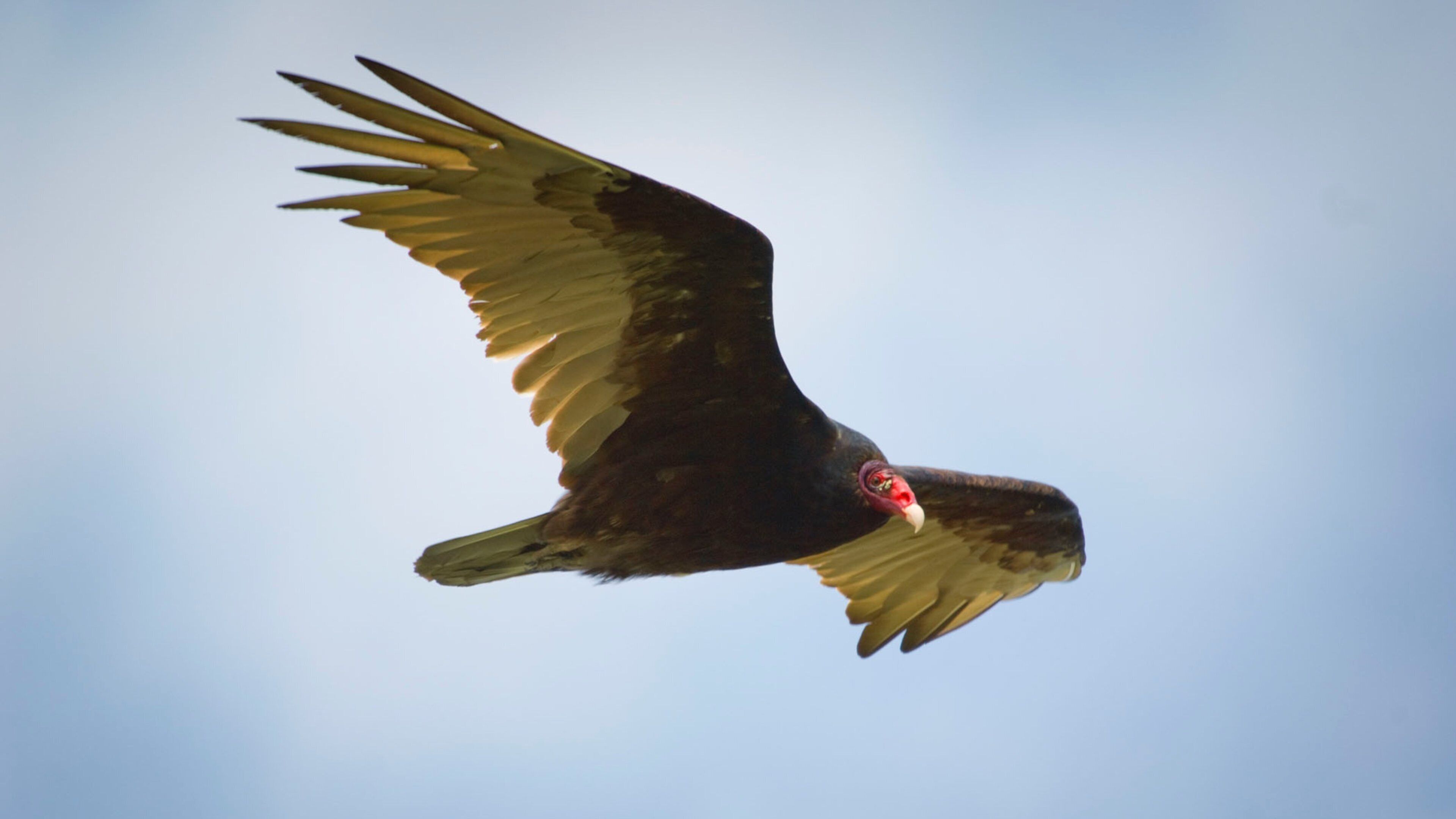 Western Nebraska showing bird life