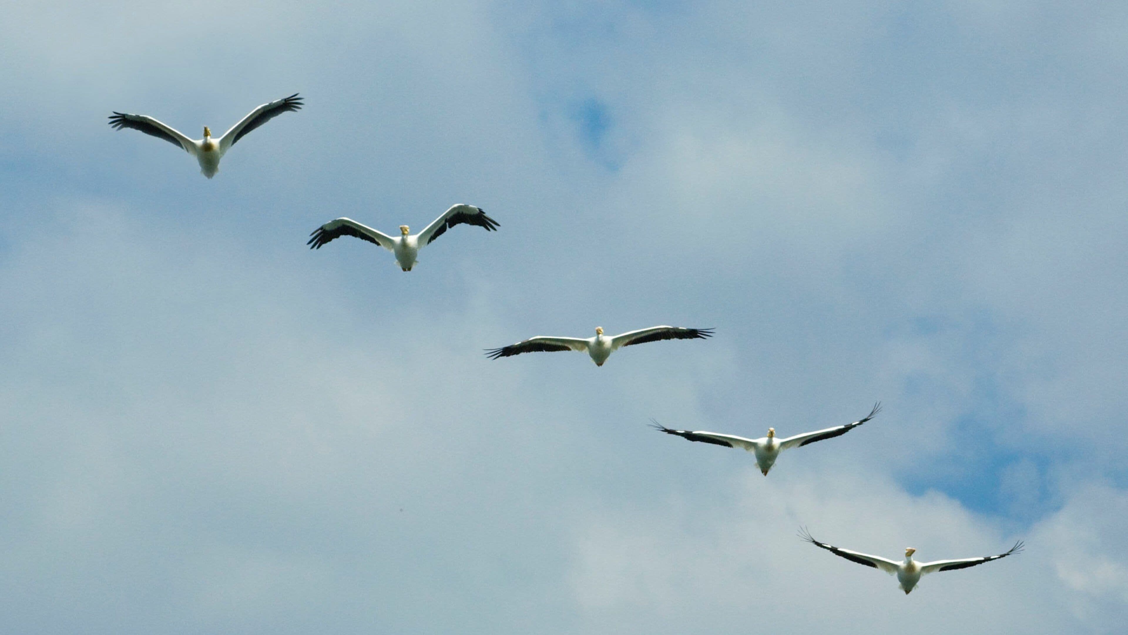 Ogallala which includes bird life