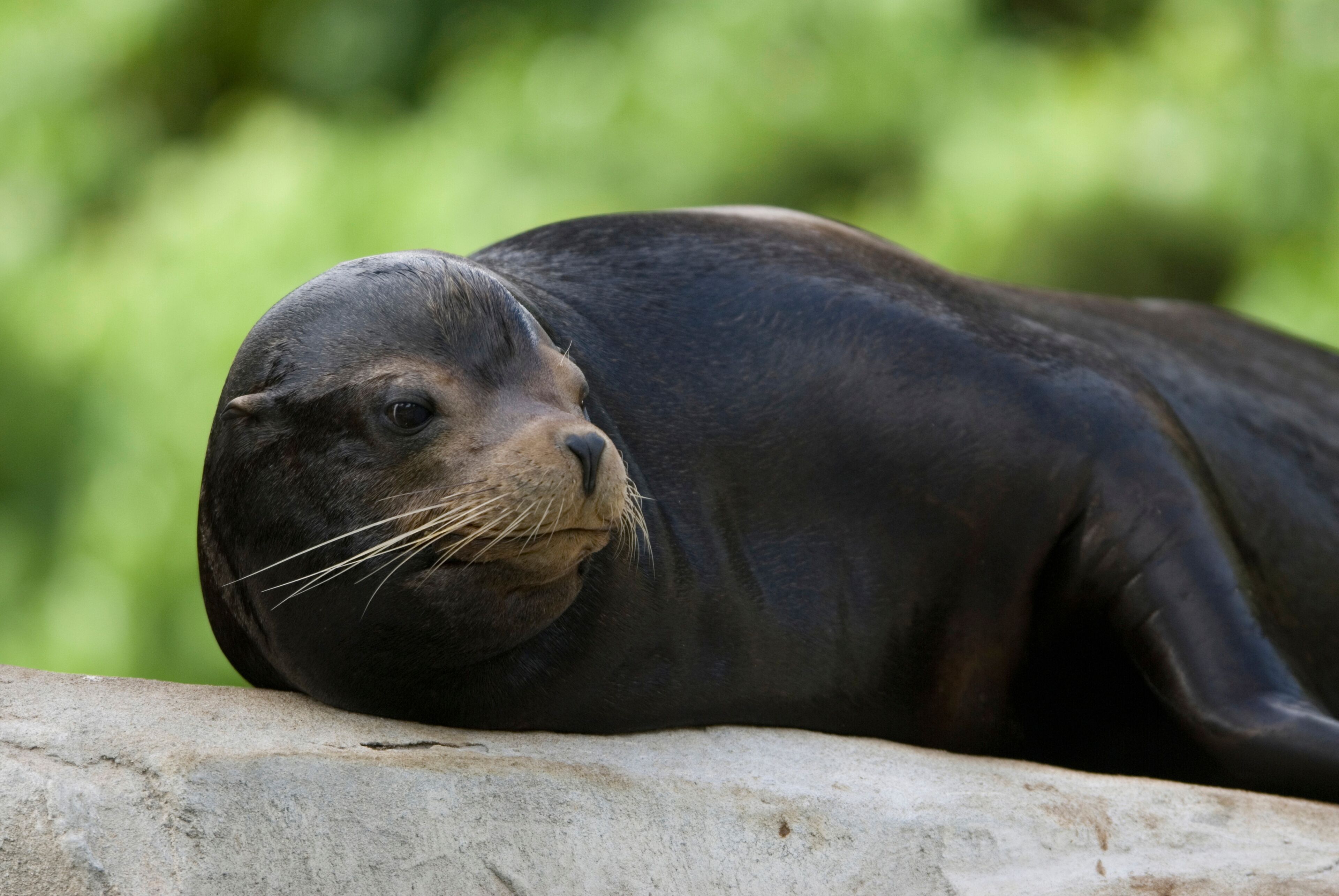 A seal resting on a rock with a blurred green background.