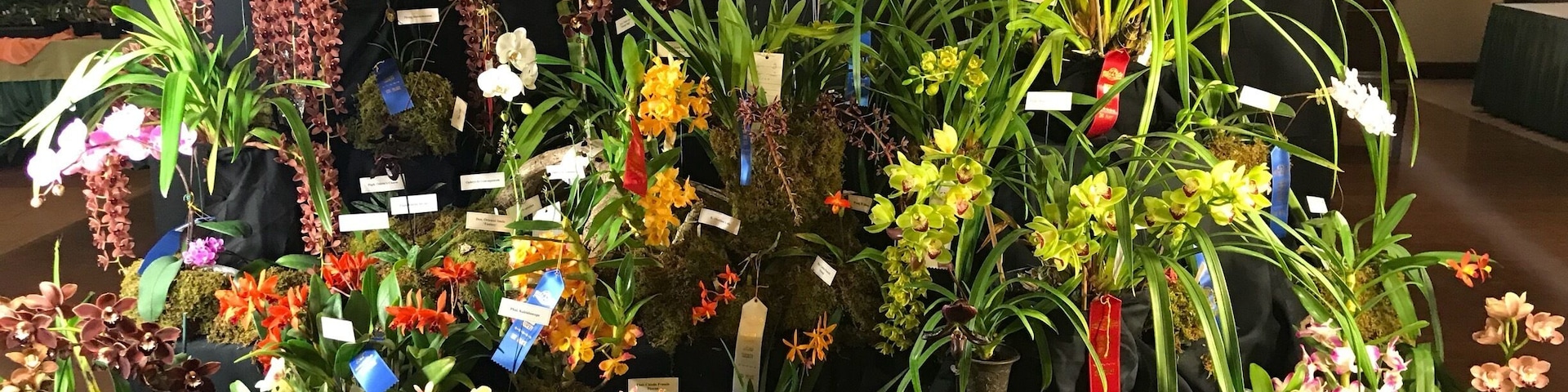 Orchid show! Just beautiful!