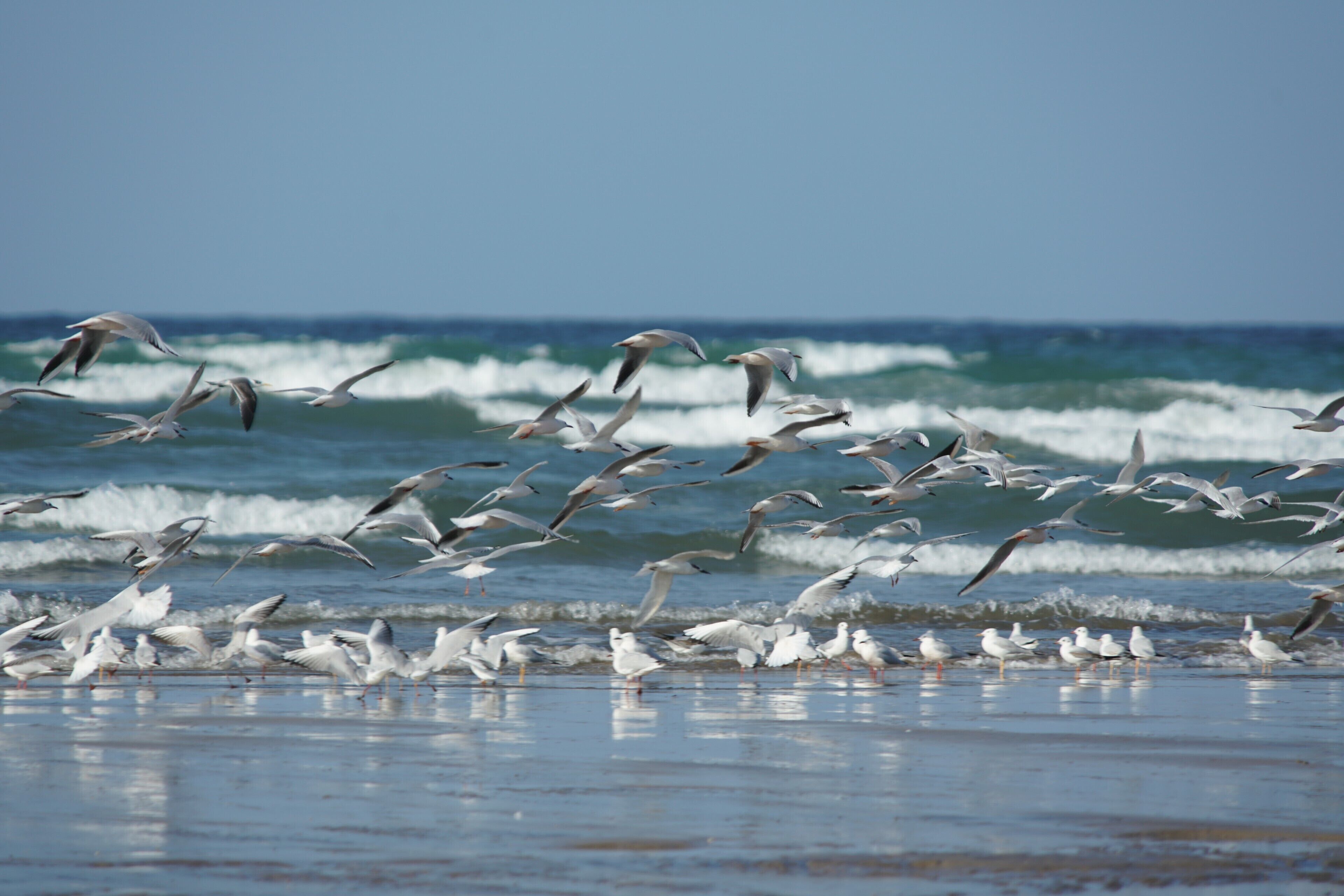 Gulls and Terns dip their wings and dip the toes at low tide.