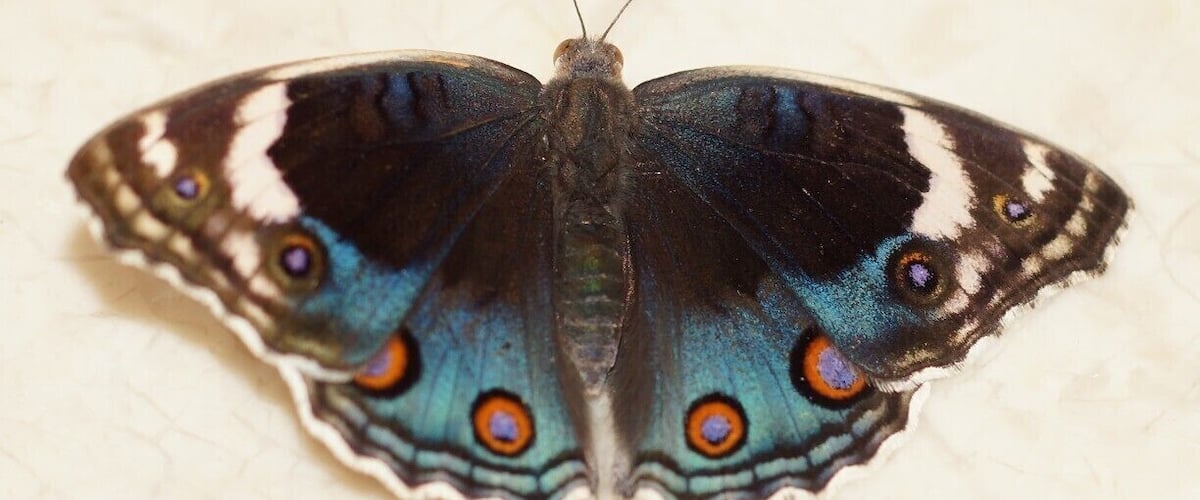 This beautiful butterfly turned up on my doorstep.  After seeing it here, I started seeing them everywhere - it was obviously the season for them!
It is a Junonia Orithya.
