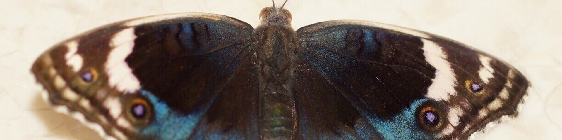 This beautiful butterfly turned up on my doorstep.  After seeing it here, I started seeing them everywhere - it was obviously the season for them!
It is a Junonia Orithya.