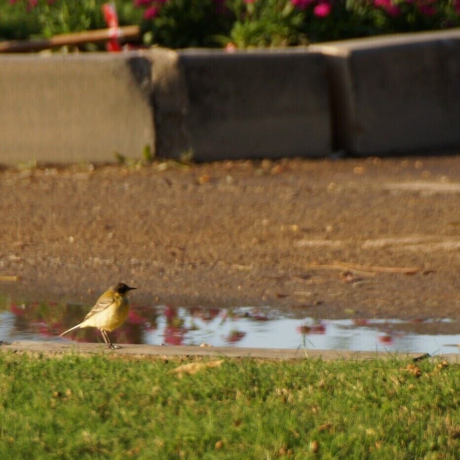 Black-headed Yellow Wagtail at Qurum Natural Park.