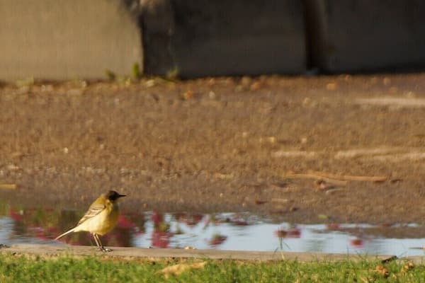 Black-headed Yellow Wagtail at Qurum Natural Park.
