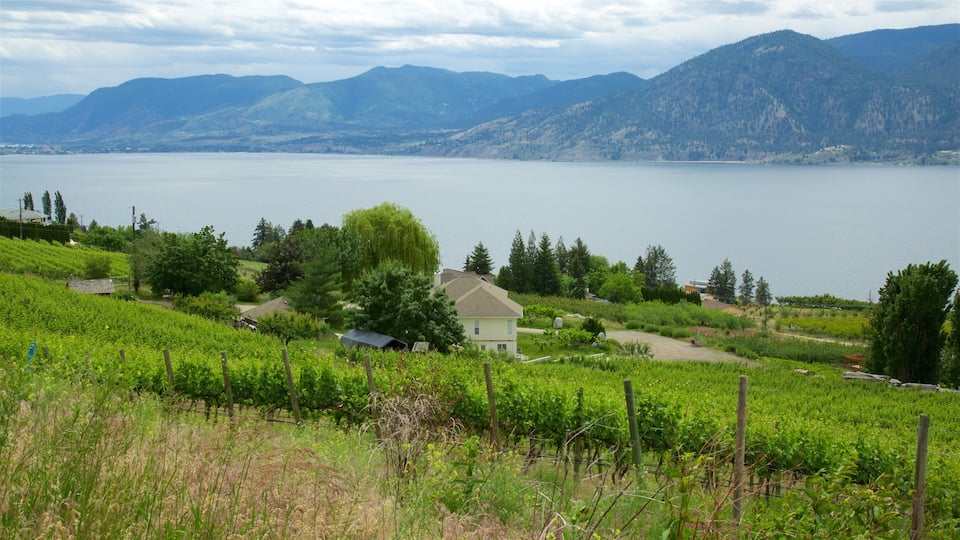 A vineyard with a house and mountains in the background.