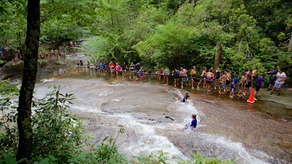 A group of people crossing a river in a forested area.